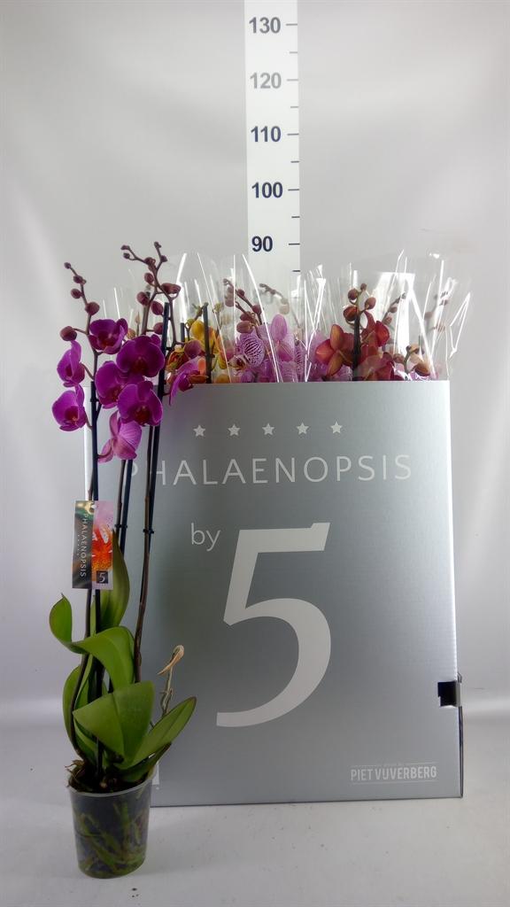 Горшечные цветы и растения оптом Phalaenopsis ...mix 8 от 12шт из Голландии с доставкой по России