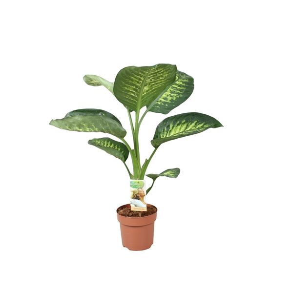 Горшечные цветы и растения оптом Dieffenbachia Tropic Snow от 1шт из Голландии с доставкой по России