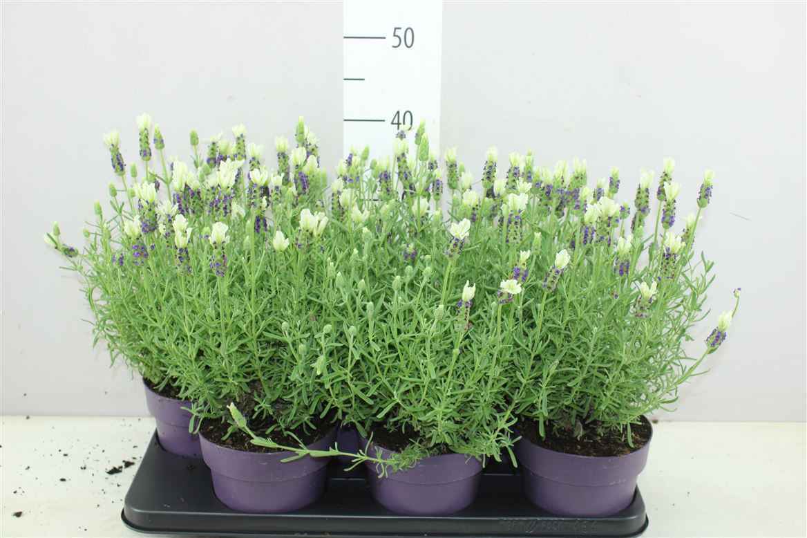 Горшечные цветы и растения оптом Lavandula Stoechas Anouk White от 6шт из Голландии с доставкой по России