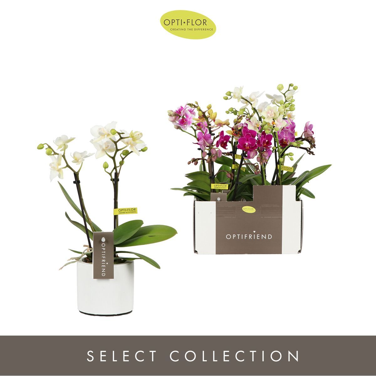 Горшечные цветы и растения оптом Phal Mini 2st Mix Lazio от 6шт (для телеги) из Голландии с доставкой по России