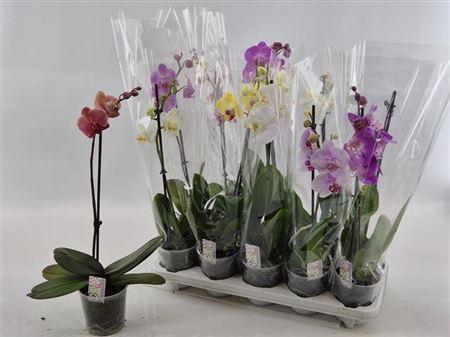 Горшечные цветы и растения оптом Phal Gem 1branche 6+ от 10шт из Голландии с доставкой по России