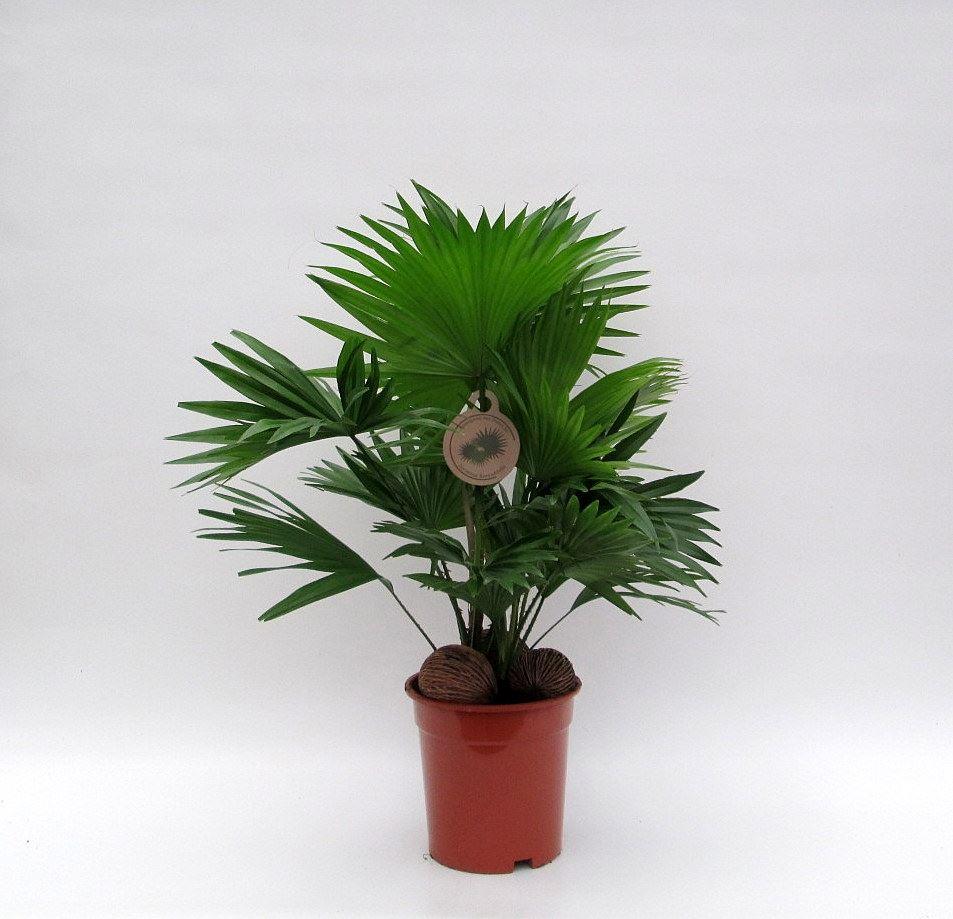 Горшечные цветы и растения оптом Livistona Rotundifolia от 6шт из Голландии с доставкой по России
