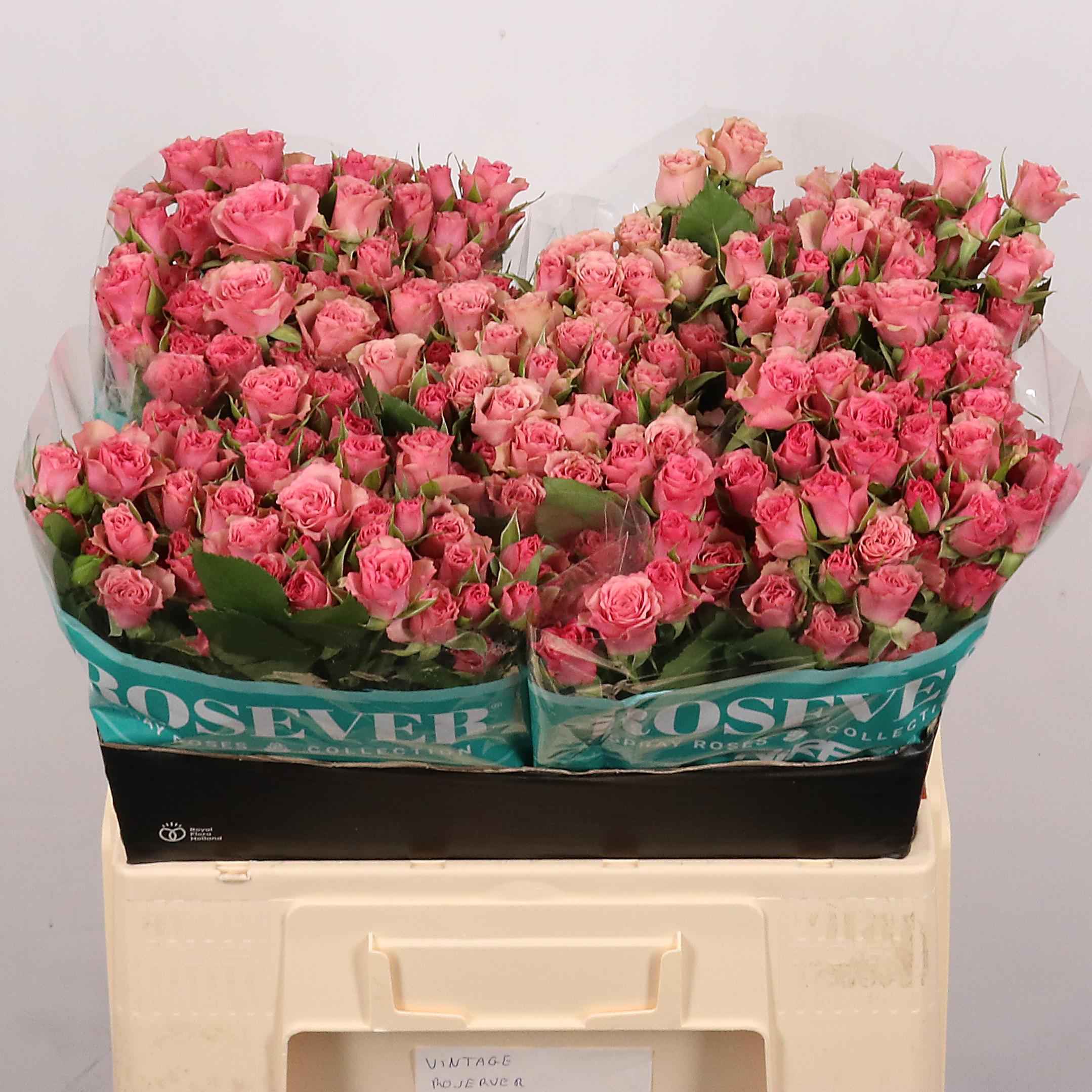 Срезанные цветы оптом Rosa sp vintage rosever от 40шт из Голландии с доставкой по России