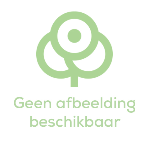 Срезанные цветы оптом Cymbidium green lizard от 2шт из Голландии с доставкой по России