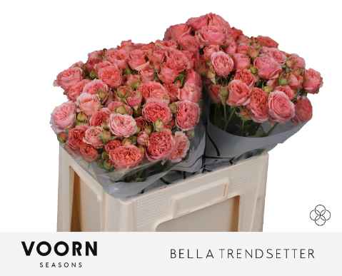 Срезанные цветы оптом Rosa sp bella trendsetter от 40шт из Голландии с доставкой по России