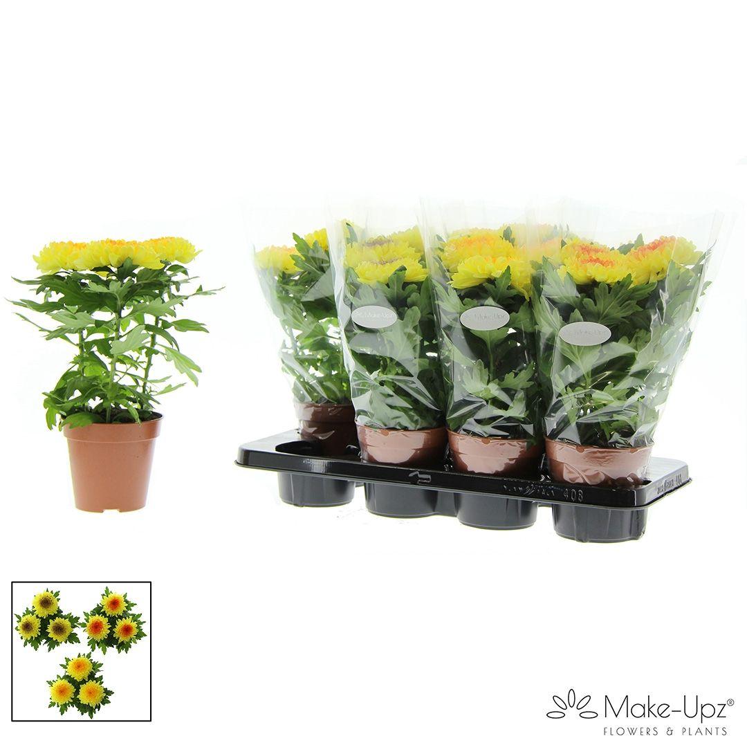 Горшечные цветы и растения оптом Chrys Supnova Yellow от 8шт из Голландии с доставкой по России