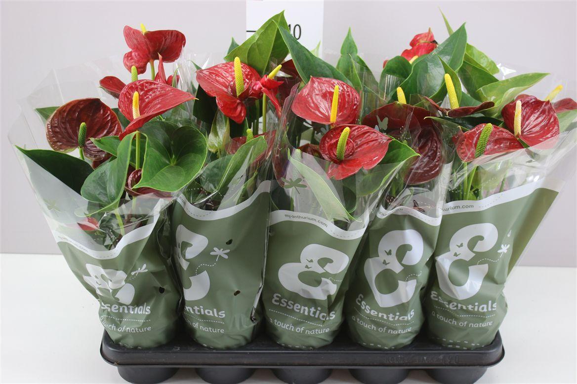 Горшечные цветы и растения оптом Anth An Success Red 3+ от 10шт из Голландии с доставкой по России