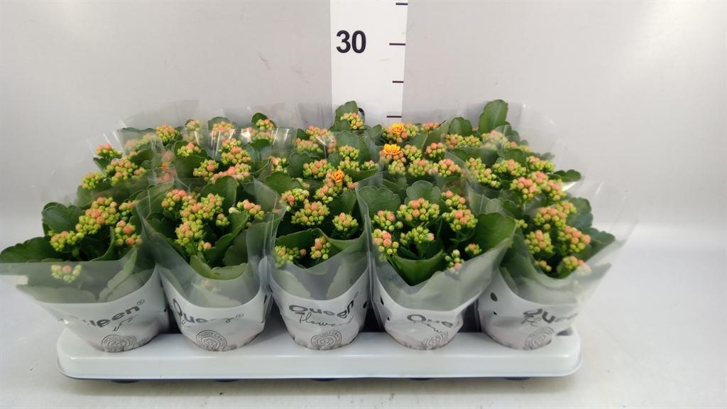 Горшечные цветы и растения оптом Kalanchoe roseflow Dylan от 15шт (для телеги) из Голландии с доставкой по России