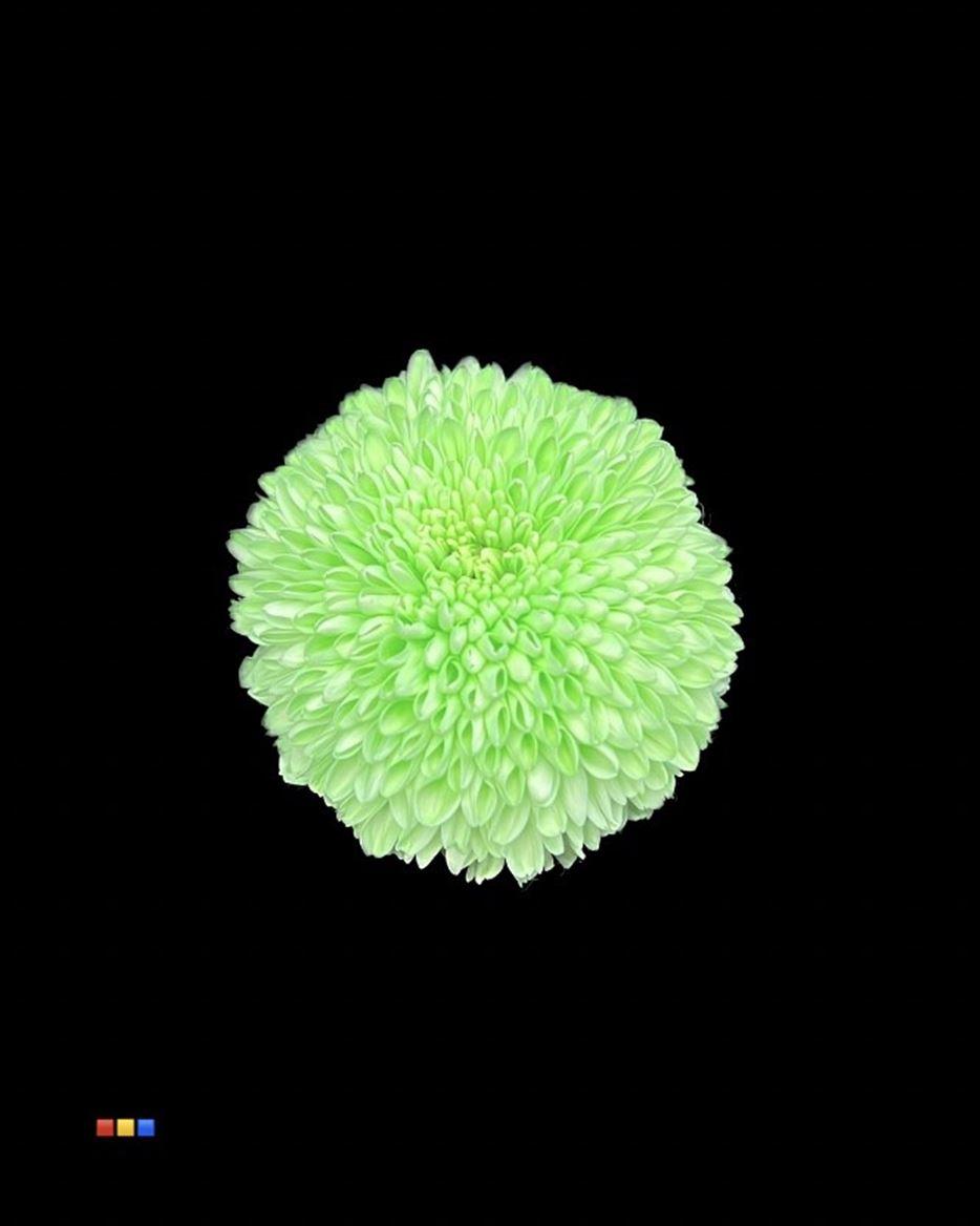 Срезанные цветы оптом Chrys bl paint superbowl green от 40шт из Голландии с доставкой по России