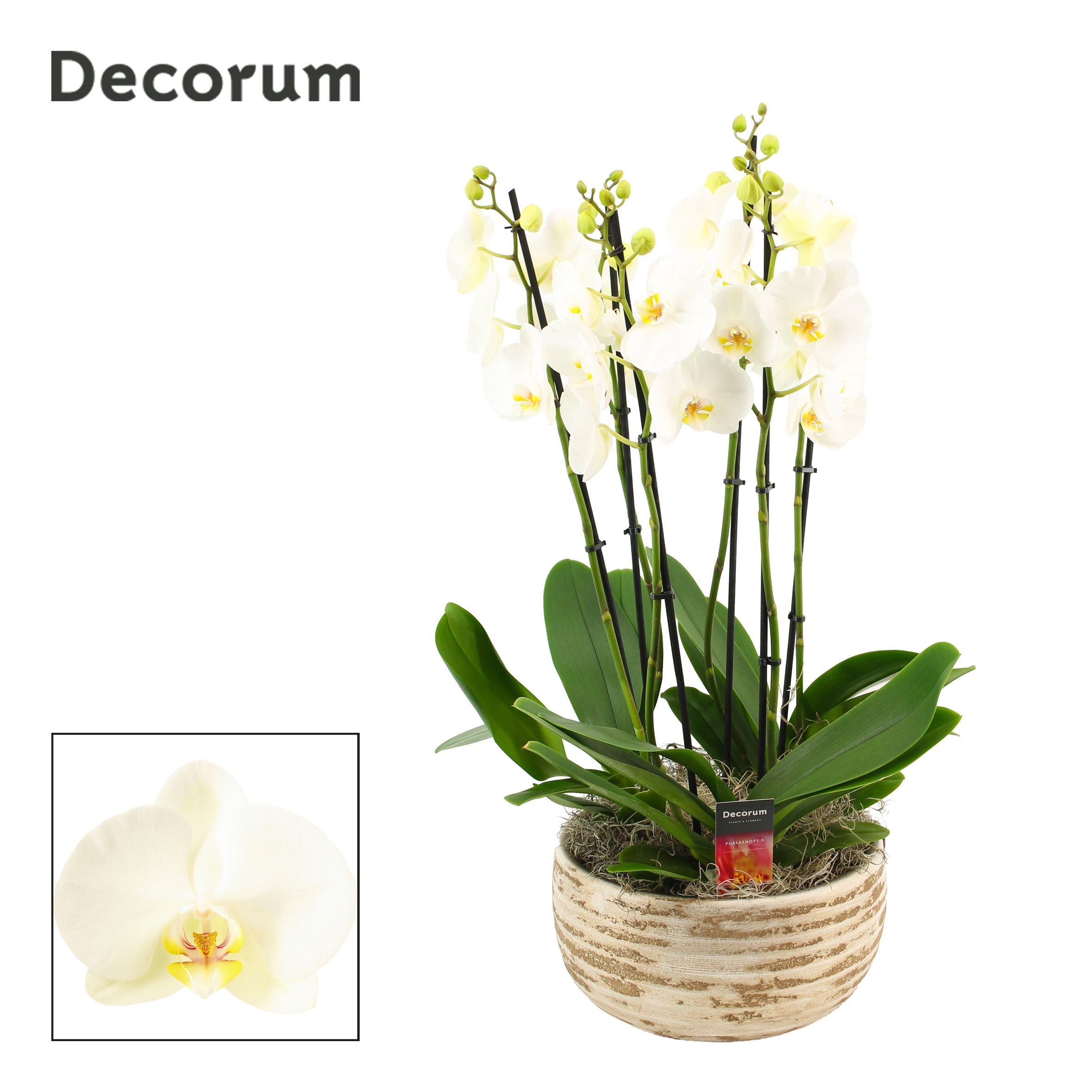 Горшечные цветы и растения оптом Phal Ov Wit от 1шт из Голландии с доставкой по России