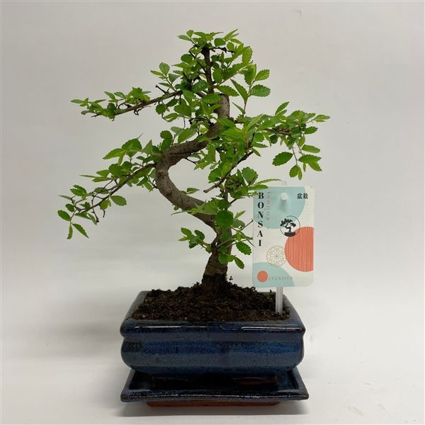 Горшечные цветы и растения оптом Bonsai Zelkova S-shape Traditional от 10шт из Голландии с доставкой по России