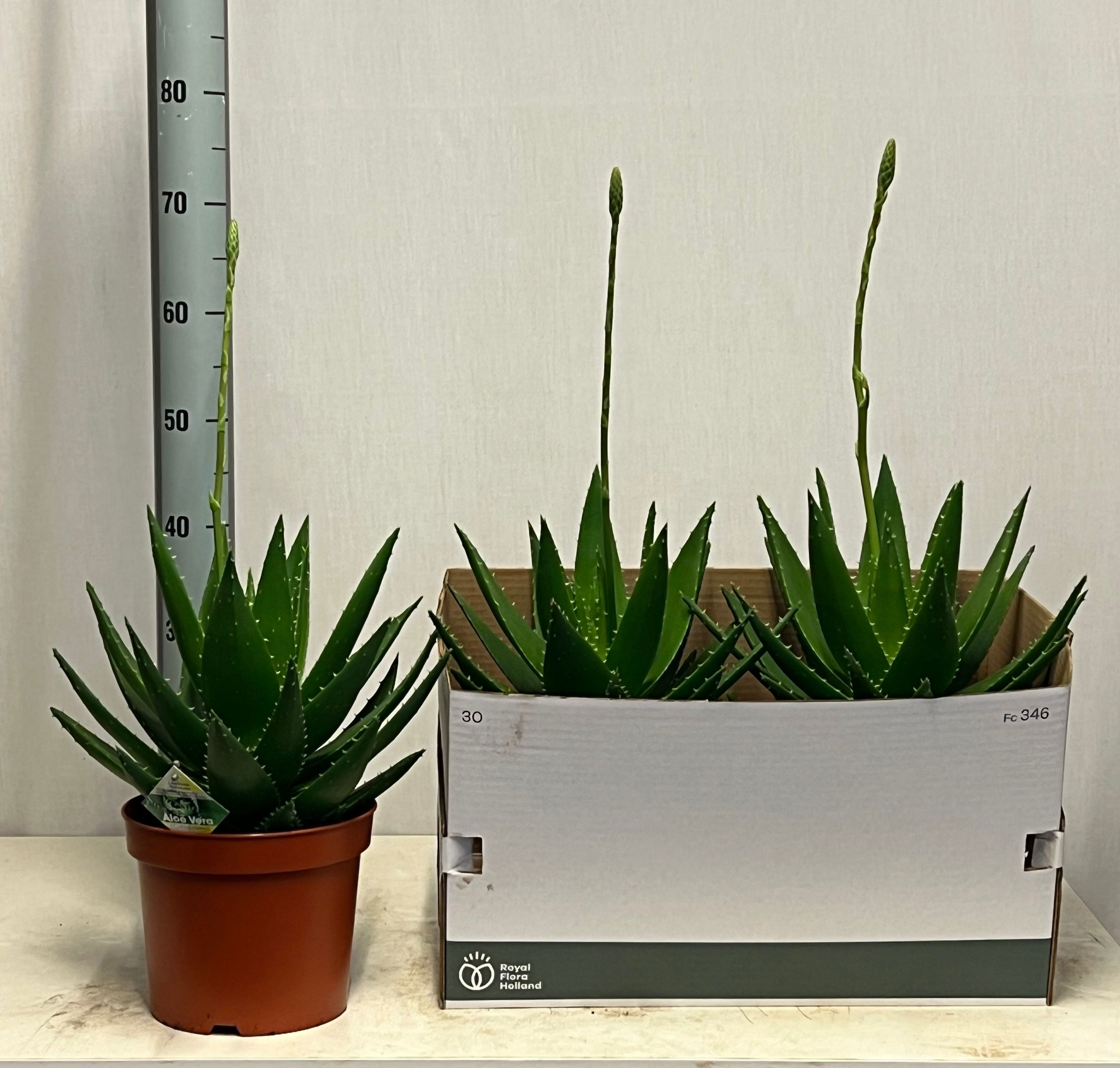 Горшечные цветы и растения оптом Aloe Perfoliata от 2шт из Голландии с доставкой по России