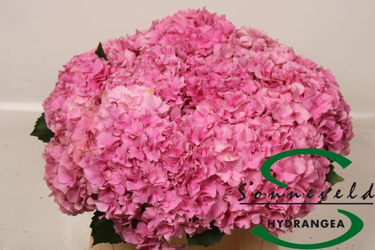 Срезанные цветы оптом Hydrangea royal parade от 10шт из Голландии с доставкой по России