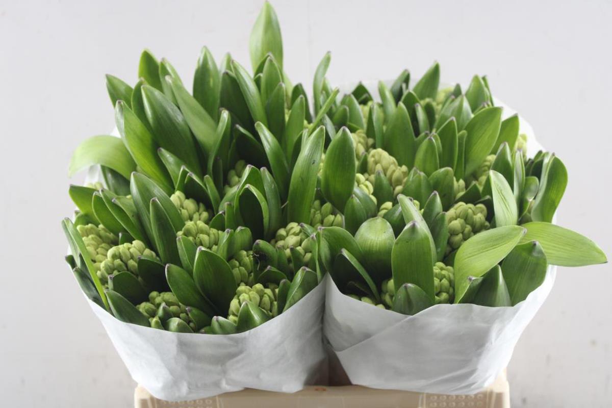 Срезанные цветы оптом Hyacinthus china pink от 50шт. из Голландии с доставкой по России