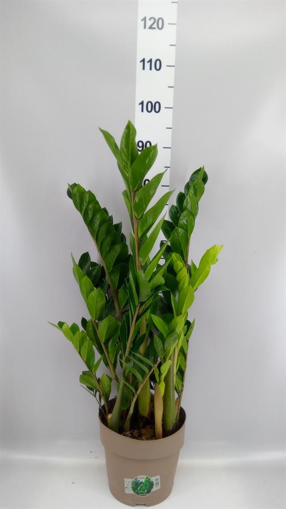 Горшечные цветы и растения оптом Zamioculcas 8+ Veren от 1шт из Голландии с доставкой по России