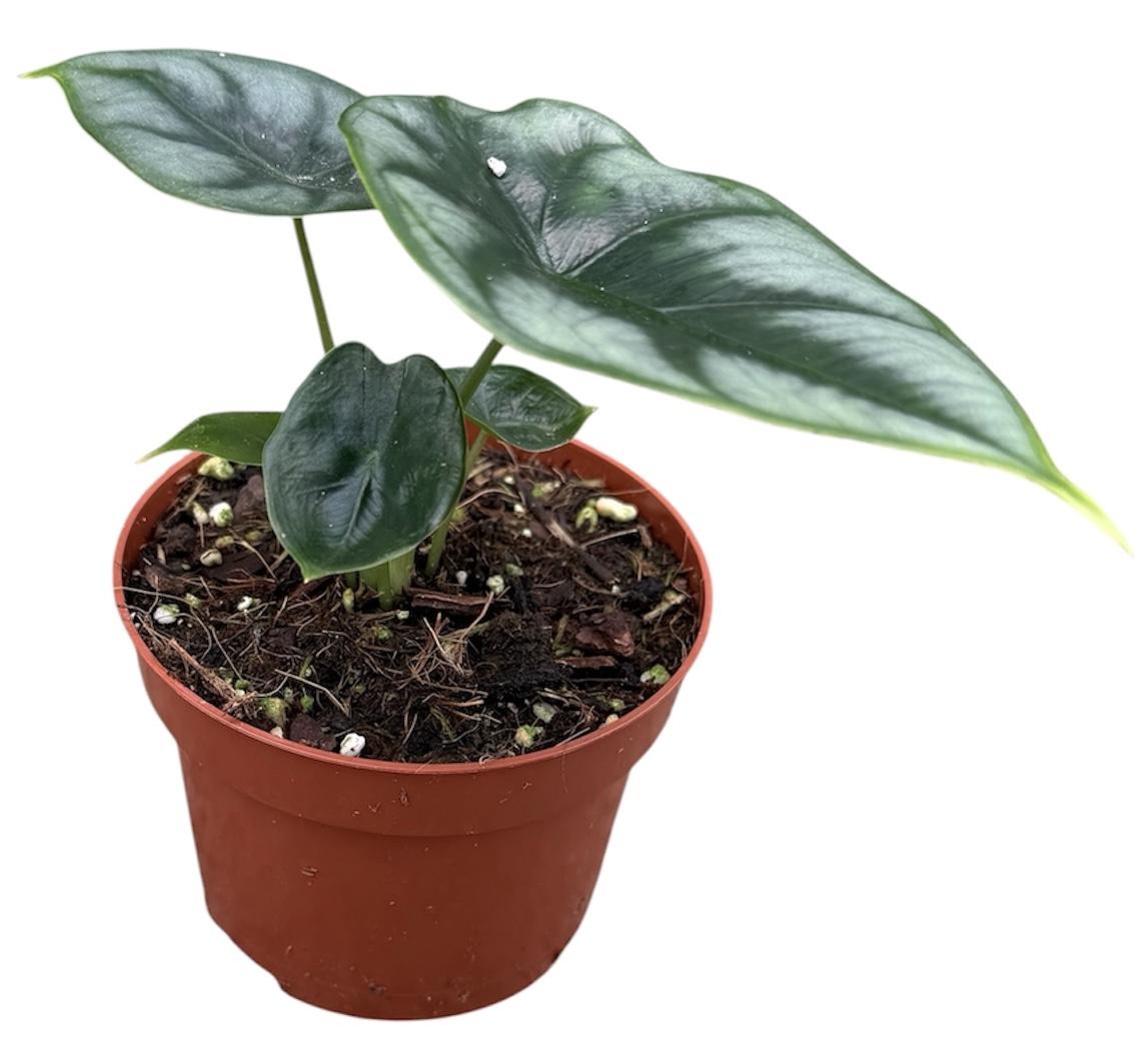 Горшечные цветы и растения оптом Alocasia Reversa от 1шт (для телеги) из Голландии с доставкой по России