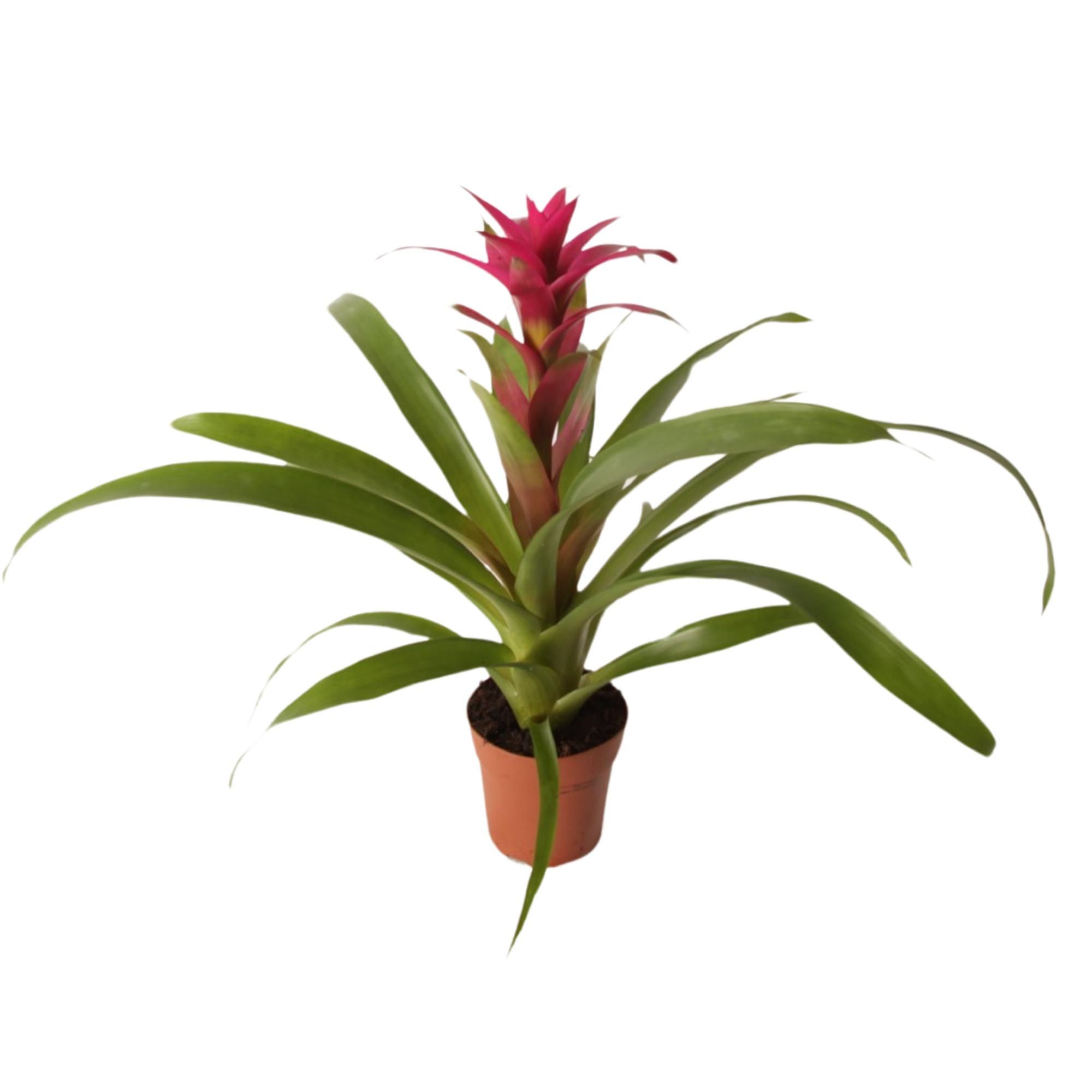 Горшечные цветы и растения оптом Guzmania Voila от 10шт из Голландии с доставкой по России