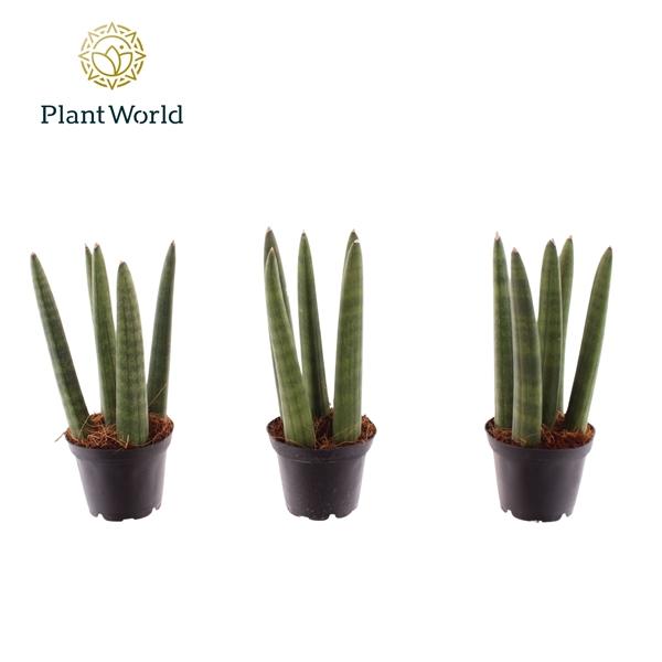 Горшечные цветы и растения оптом Sansevieria Spaghetti (decorum) от 16шт (для телеги) из Голландии с доставкой по России