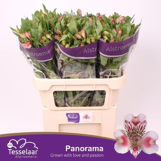 Срезанные цветы оптом Alstroemeria panorama от 60шт. из Голландии с доставкой по России