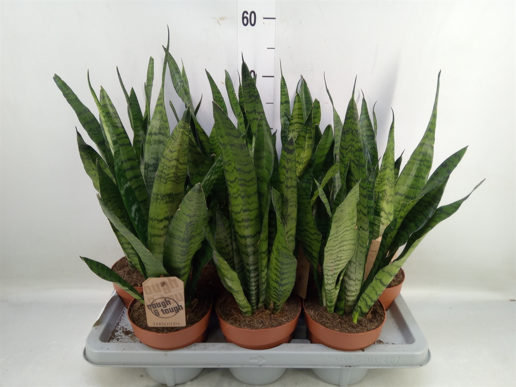 Горшечные цветы и растения оптом Sansevieria Zeylanica от 7шт из Голландии с доставкой по России