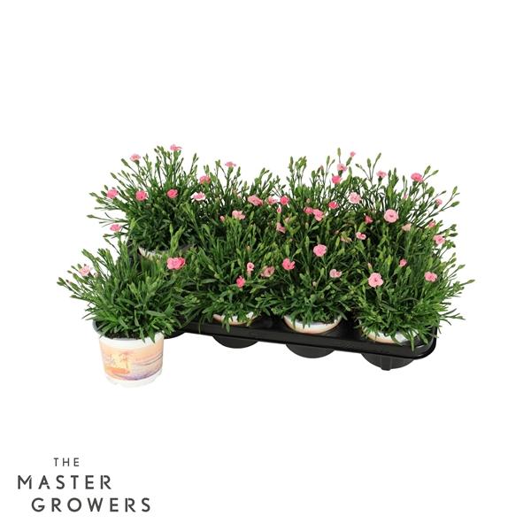 Горшечные цветы и растения оптом Dianthus Peach Party от 8шт из Голландии с доставкой по России