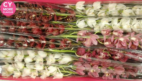 Срезанные цветы оптом Minicymbidium mix love от 10шт из Голландии с доставкой по России