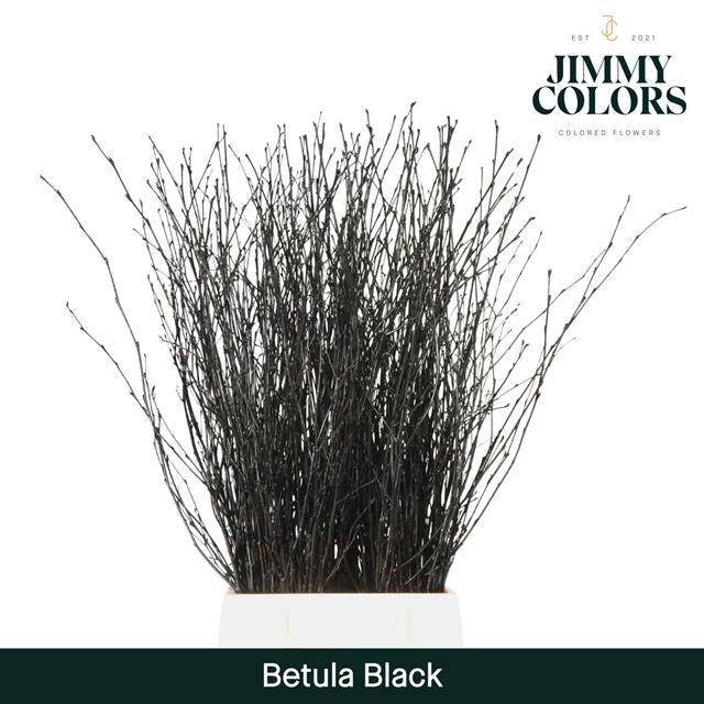 Срезанные цветы оптом Betula paint black от 10шт. из Голландии с доставкой по России