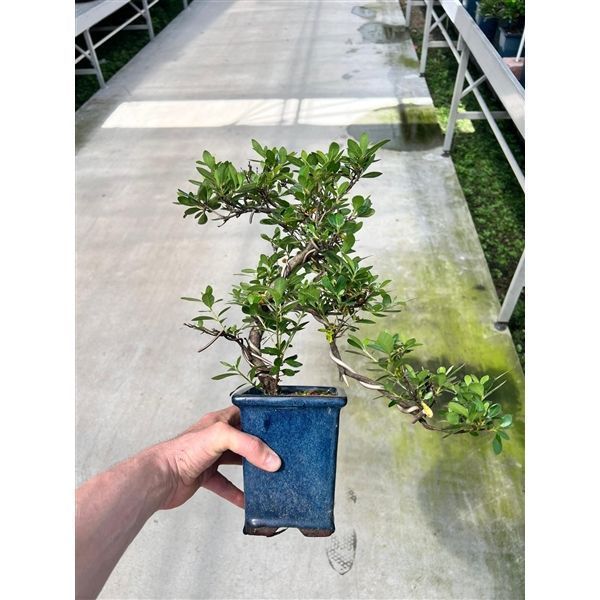 Горшечные цветы и растения оптом Bonsai Rhododendron Indicum, 12 Cm Broom, Cascade от 4шт из Голландии с доставкой по России