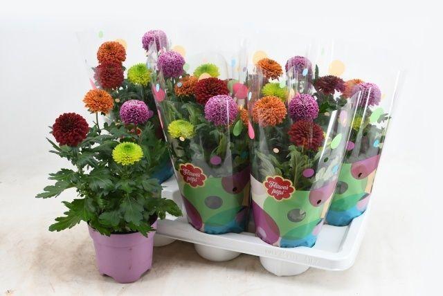 Горшечные цветы и растения оптом Chrys Fp Gem In Pot от 7шт из Голландии с доставкой по России