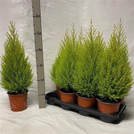 Горшечные цветы и растения оптом Cupr Ma Goldc Wilma от 8шт из Голландии с доставкой по России