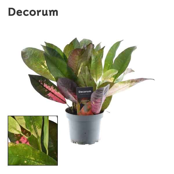 Горшечные цветы и растения оптом Codiaeum Mrs Iceton 3-5pp (decorum) от 10шт из Голландии с доставкой по России