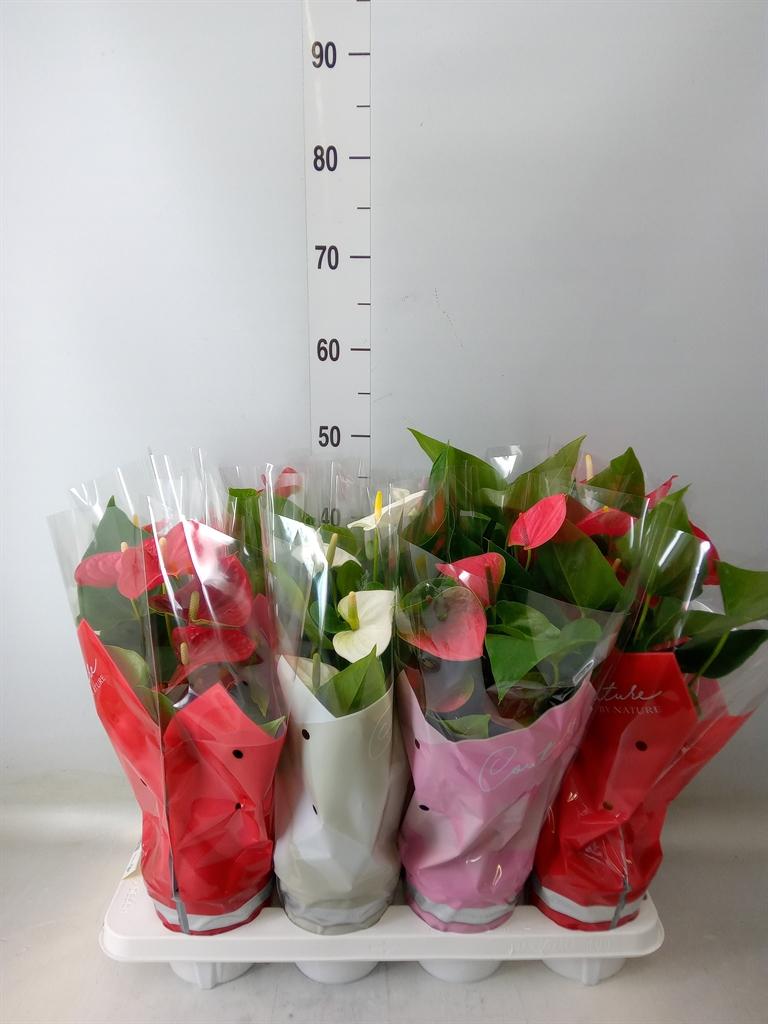 Горшечные цветы и растения оптом Anthurium   ...mix 4 от 8шт из Голландии с доставкой по России