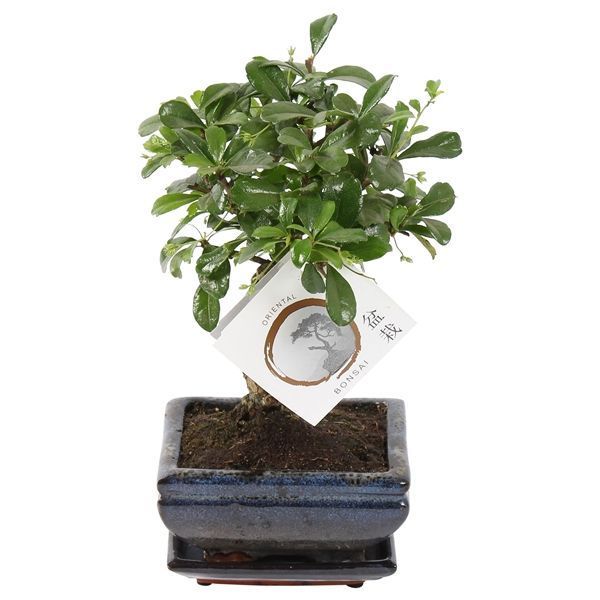 Горшечные цветы и растения оптом Bonsai Carmona In Ceramic Ball Shape от 13шт из Голландии с доставкой по России