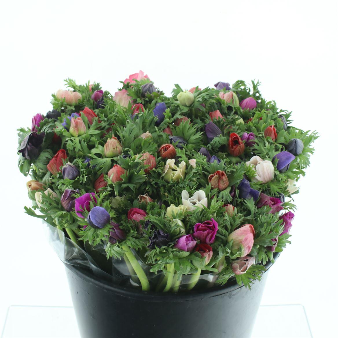 Срезанные цветы оптом Anemone mistral plus rainbow от 150шт из Голландии с доставкой по России Срезанные цветы оптом Anemone mistral plus rainbow от 150шт из Голландии с доставкой по России