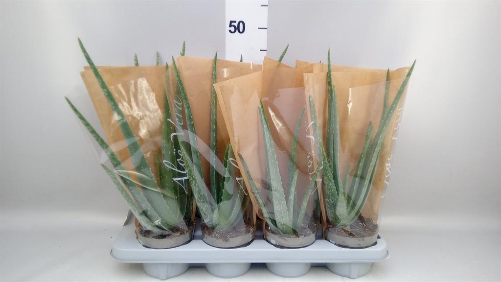 Горшечные цветы и растения оптом Aloe Vera от 8шт из Голландии с доставкой по России