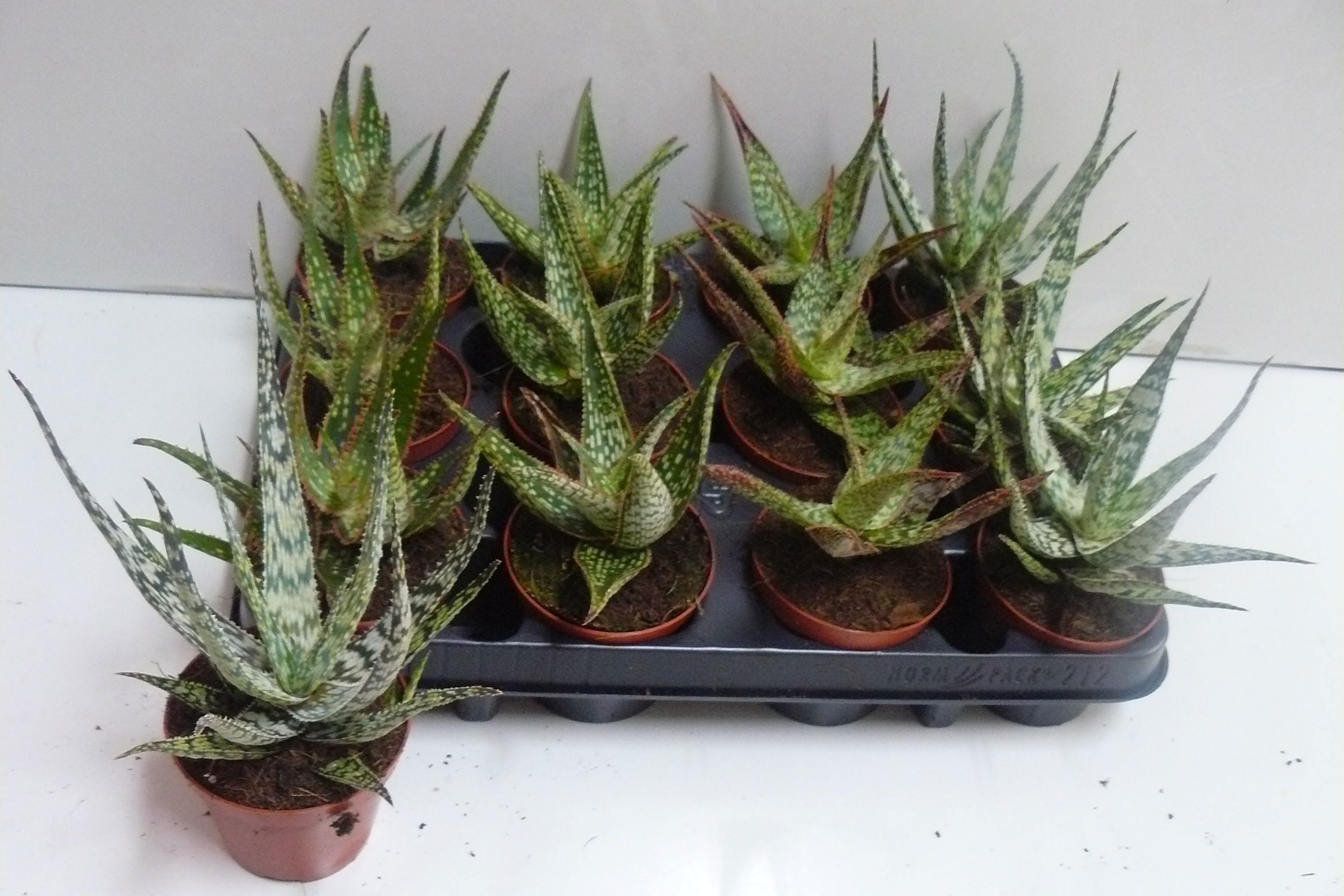 Горшечные цветы и растения оптом Aloe Gem от 12шт (для телеги) из Голландии с доставкой по России