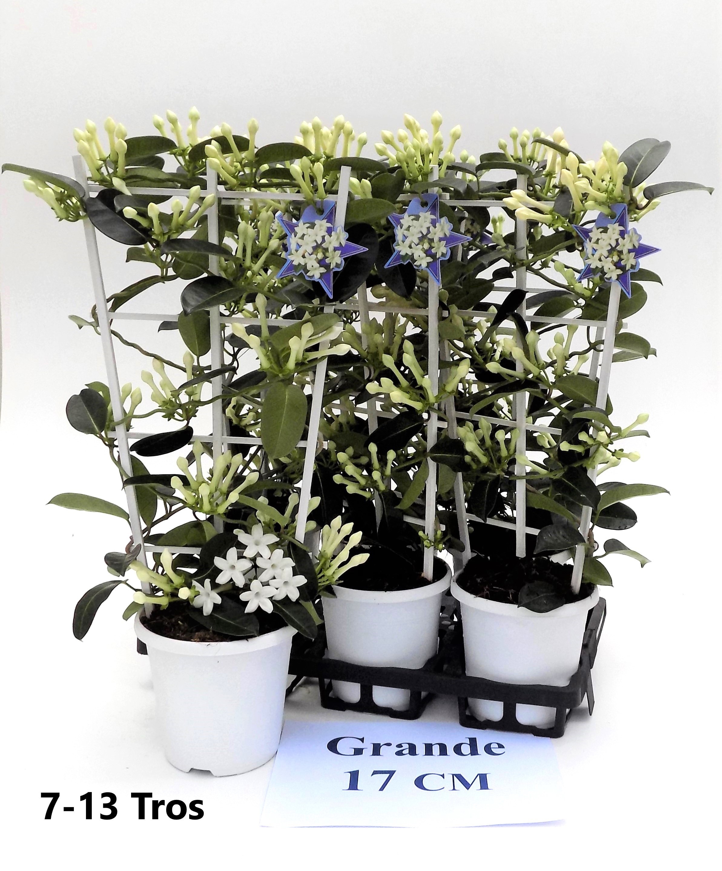 Горшечные цветы и растения оптом Steph Fl Ov от 6шт из Голландии с доставкой по России