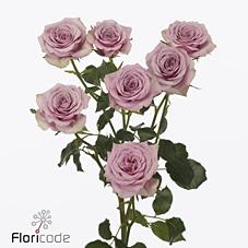 Срезанные цветы оптом Rosa spray leila от 40шт. из Голландии с доставкой по России