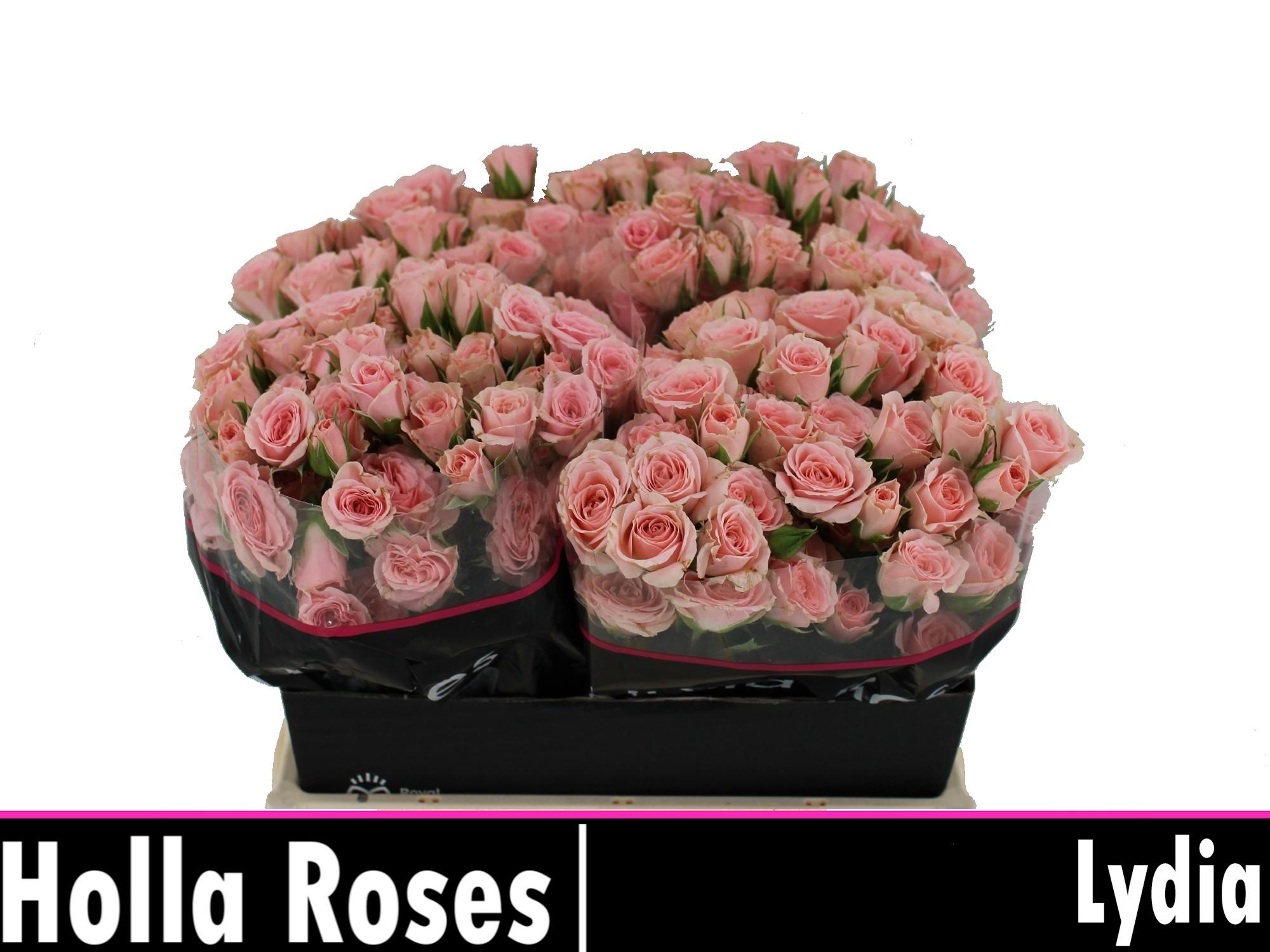 Срезанные цветы оптом Rosa spray lydia от 50шт из Голландии с доставкой по России