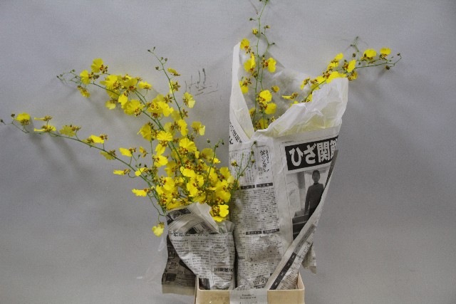 Срезанные цветы оптом Oncidium от 20шт из Голландии с доставкой по России