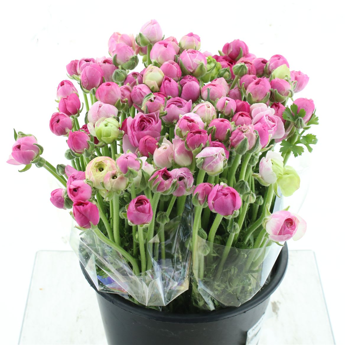 Срезанные цветы оптом Ranunculus porcelaine от 100шт из Голландии с доставкой по России