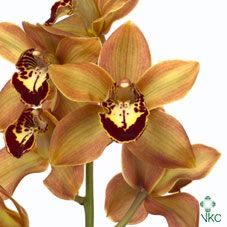 Срезанные цветы оптом Cymbidium brown charly brown от 6шт из Голландии с доставкой по России