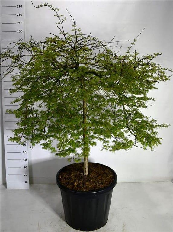 Горшечные цветы и растения оптом Acer Palm Emerald Lace от 1шт из Голландии с доставкой по России