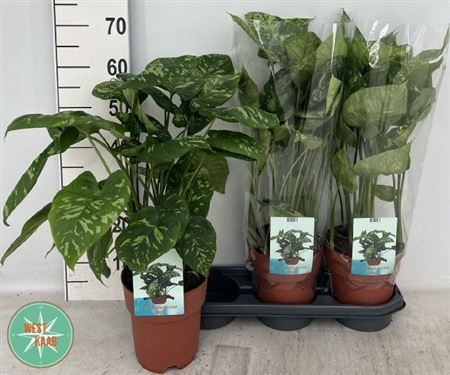 Горшечные цветы и растения оптом Homal Camouflage от 3шт из Голландии с доставкой по России