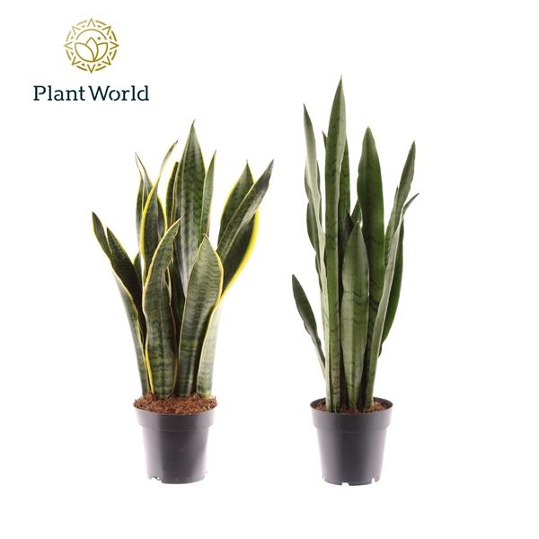 Горшечные цветы и растения оптом Sansevieria Mix 2srt от 10шт из Голландии с доставкой по России