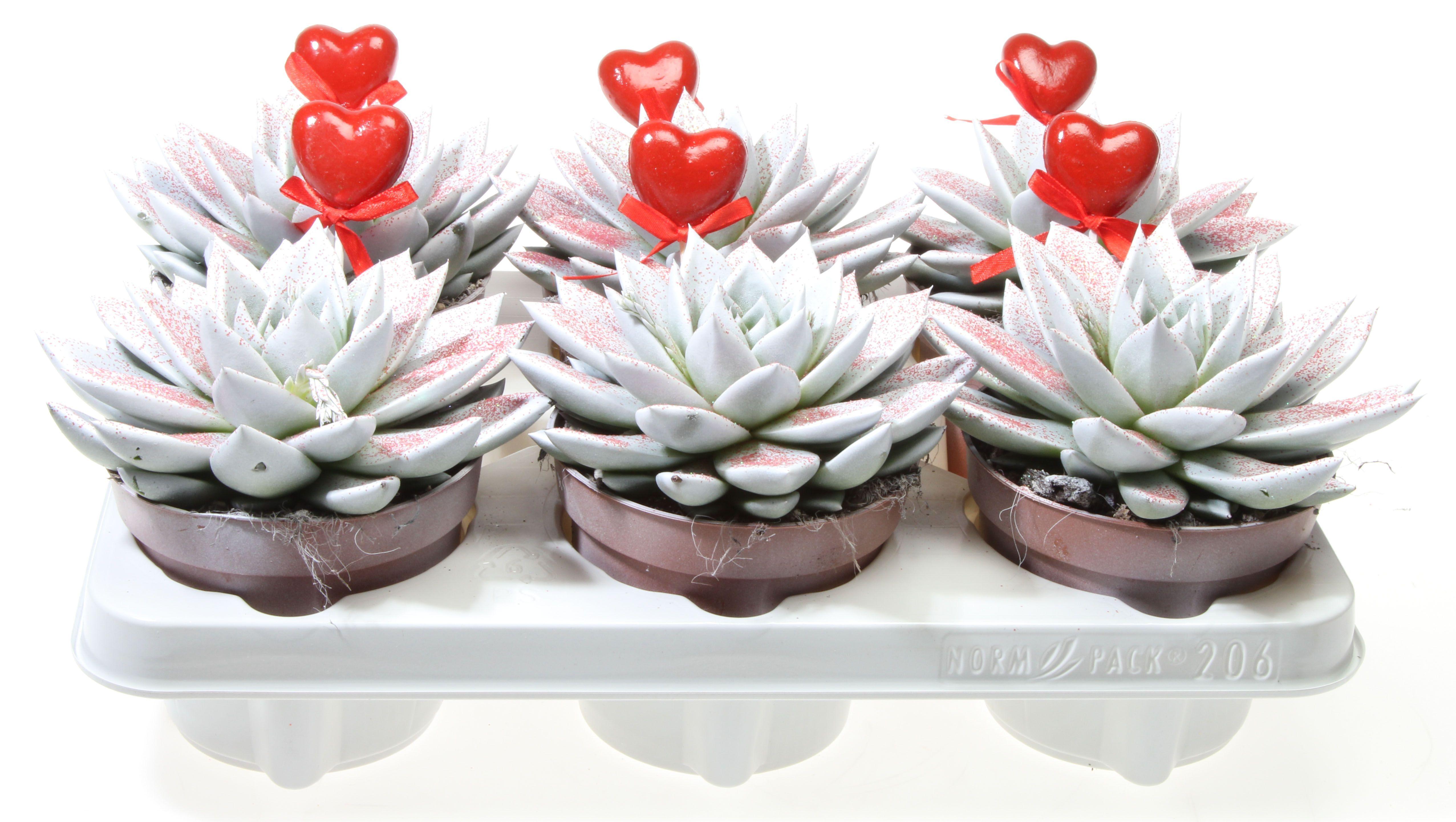 Горшечные цветы и растения оптом Echeveria Miranda Wit Rode Glitter + Hart от 6шт из Голландии с доставкой по России