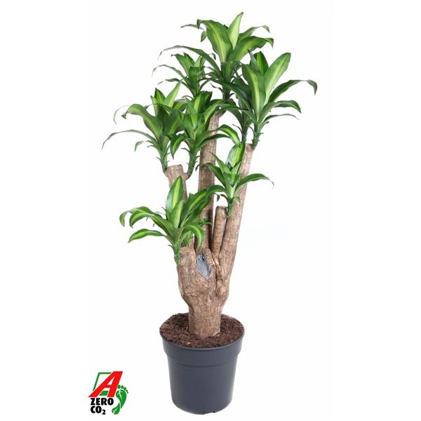 Горшечные цветы и растения оптом Drac Massangeana Branched от 1шт из Голландии с доставкой по России