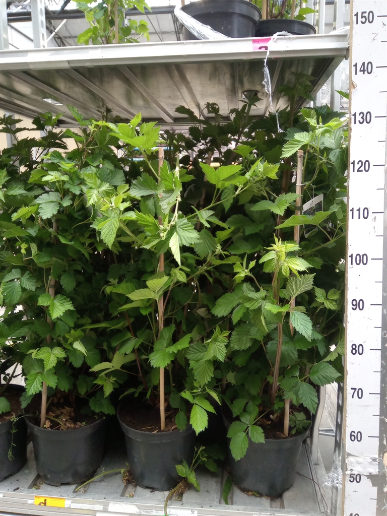 Горшечные цветы и растения оптом Rubus Fruticosus от 1шт' из Голландии с доставкой по России