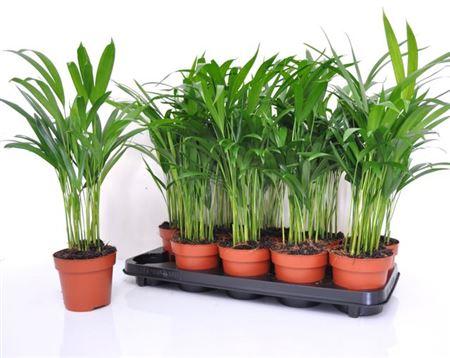 Горшечные цветы и растения оптом Dypsis Lutescens 15pp от 10шт из Голландии с доставкой по России