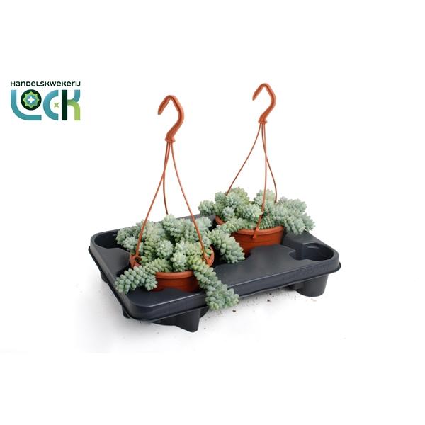 Горшечные цветы и растения оптом Sedum Burrito от 2шт из Голландии с доставкой по России